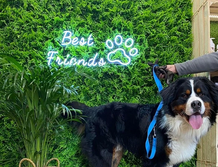 neon_piesek_napis_ledeon